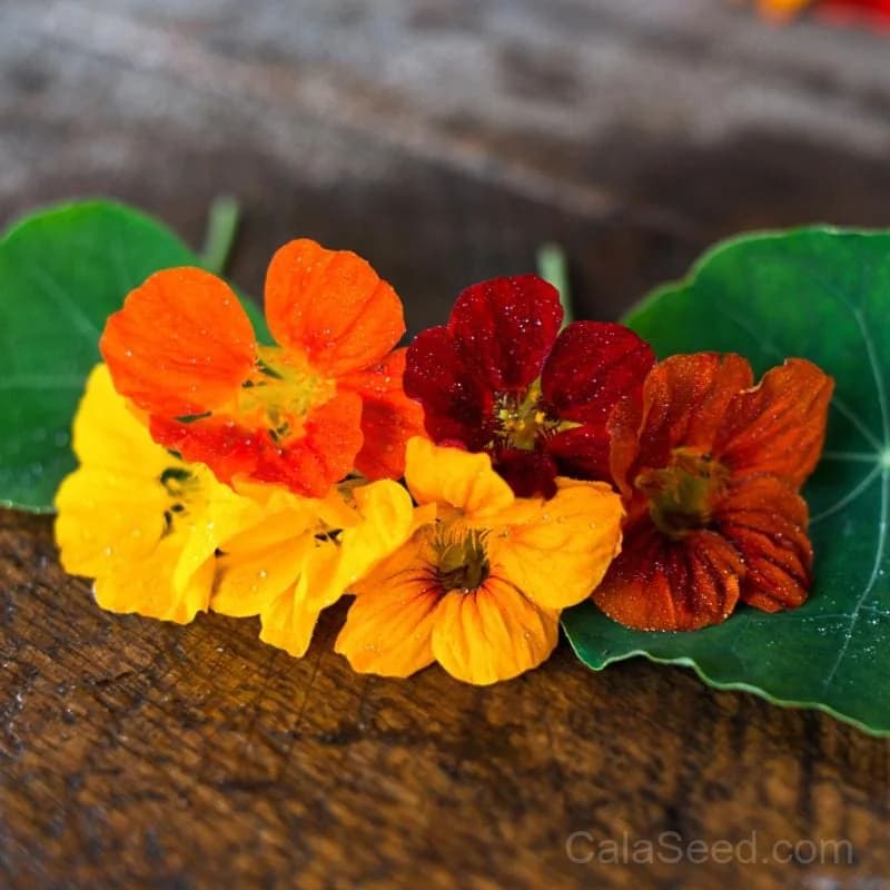 Whirlybird Choice Mix Seeds — Pollinator-Friendly Flower Blend - Main