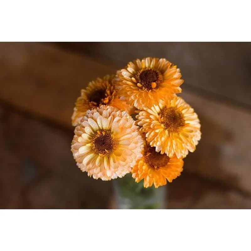 Pink Surprise Calendula Seeds — Cheerful Edible Flower - Alt