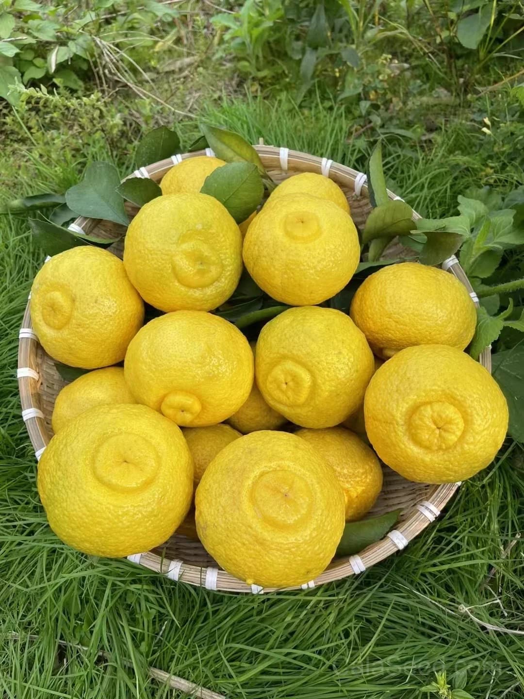 Citrus Trifoliata Seeds — Hardy Cold-Tolerant Rootstock - Main