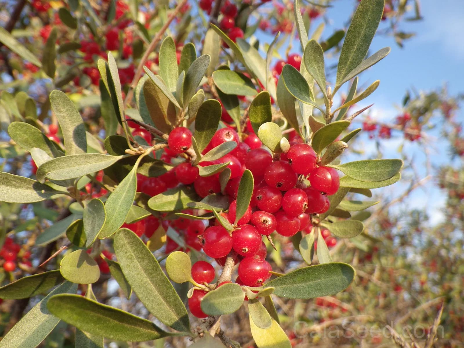 Silver Buffaloberry 'Shepherdia Argentea' Seeds — Native Red Berry Shrub - View 4