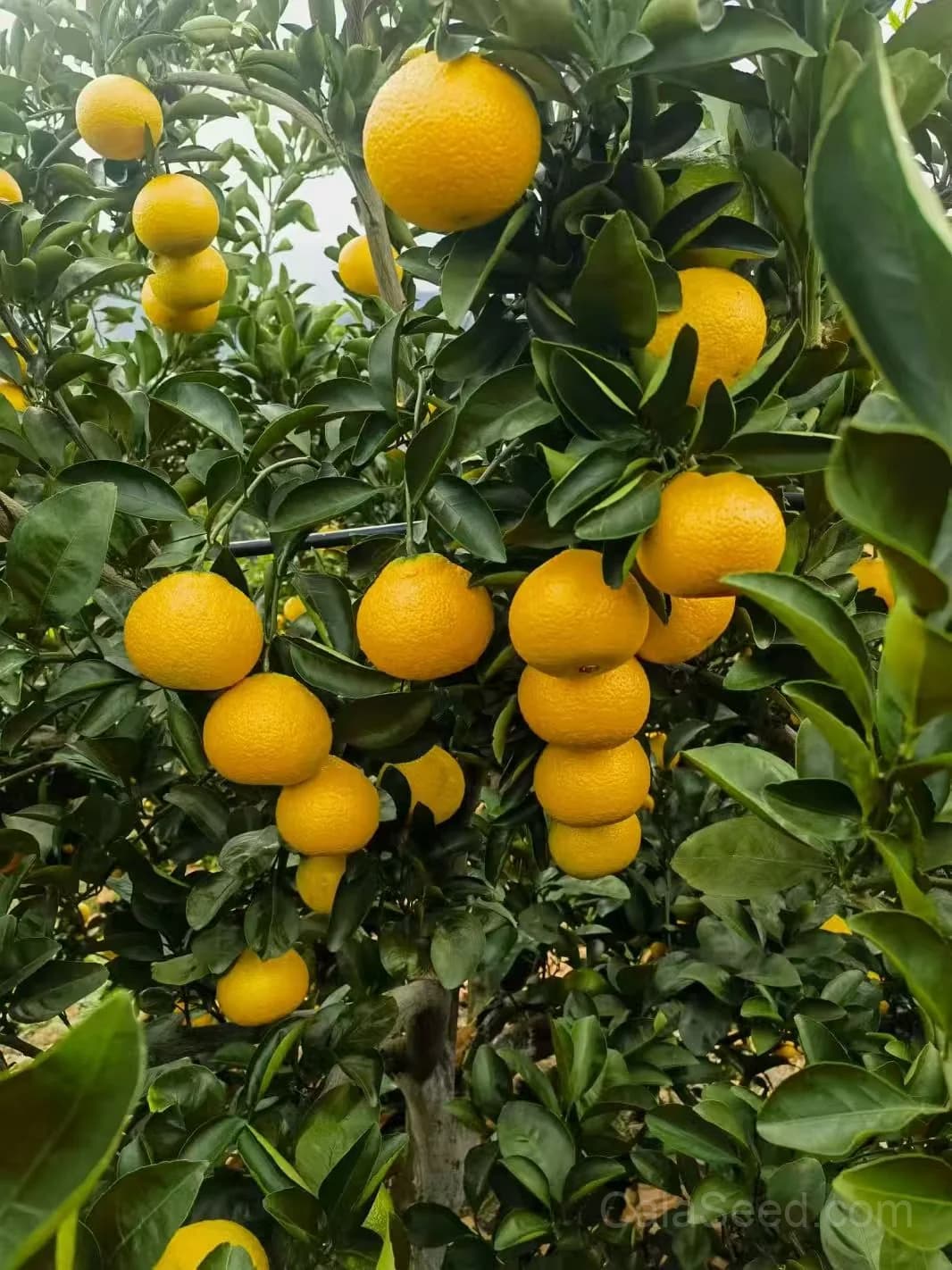 Citrus Trifoliata Seeds — Hardy Cold-Tolerant Rootstock - View 4