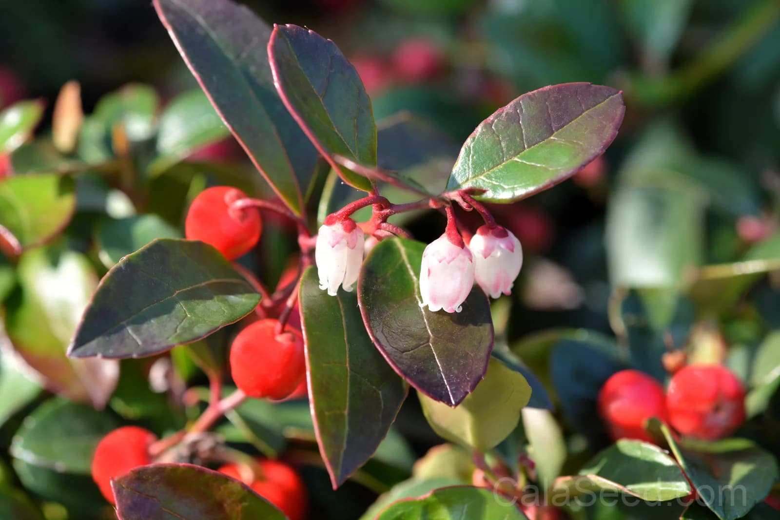Wintergreen 'Creeping' Seeds — Evergreen Ground Cover Berries - View 8