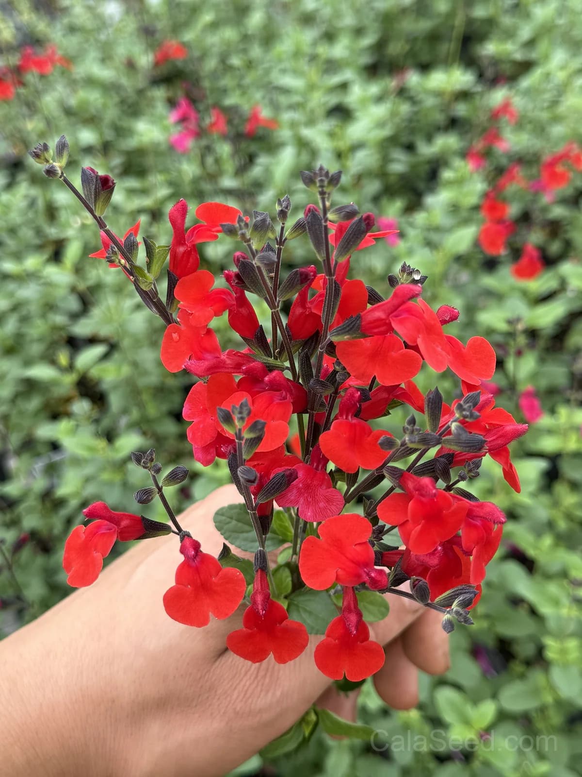 Bonfire Salvia Seeds — Vibrant Red Summer Blooms - View 4