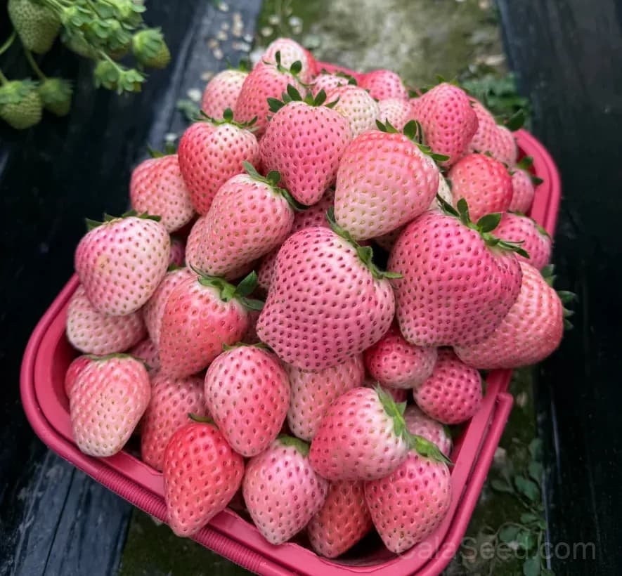 Pink Strawberry Seeds – Sweet, Juicy, High Germination & Easy to Grow - View 2