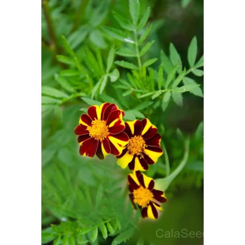 Marigold 'Mr Majestic' Seeds — Large Golden Blooms - Alt