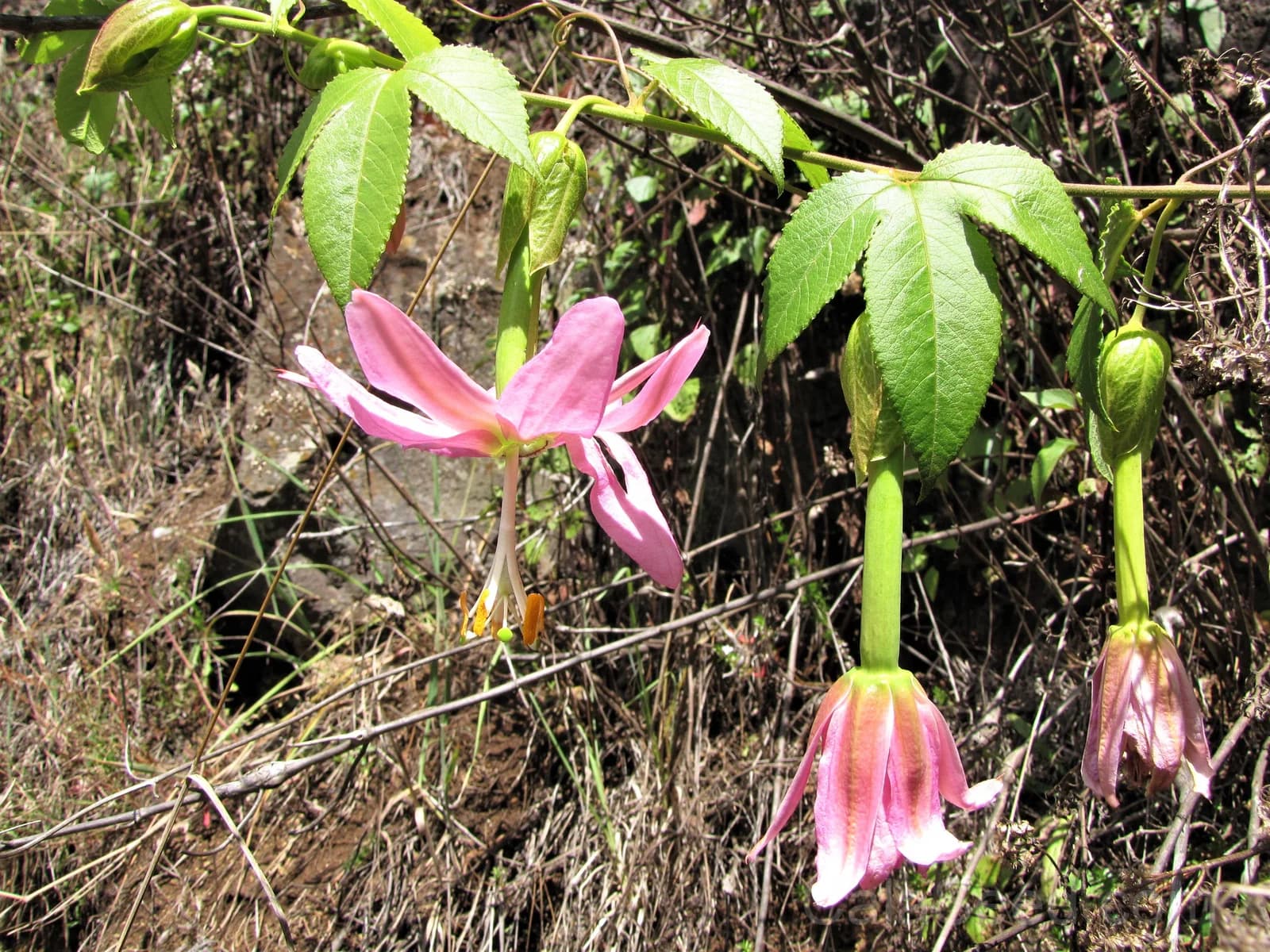 Pink Passion Flower 'Banana Passion Fruit' Seeds — Yellow Skin Orange Pulp Vine - Alt