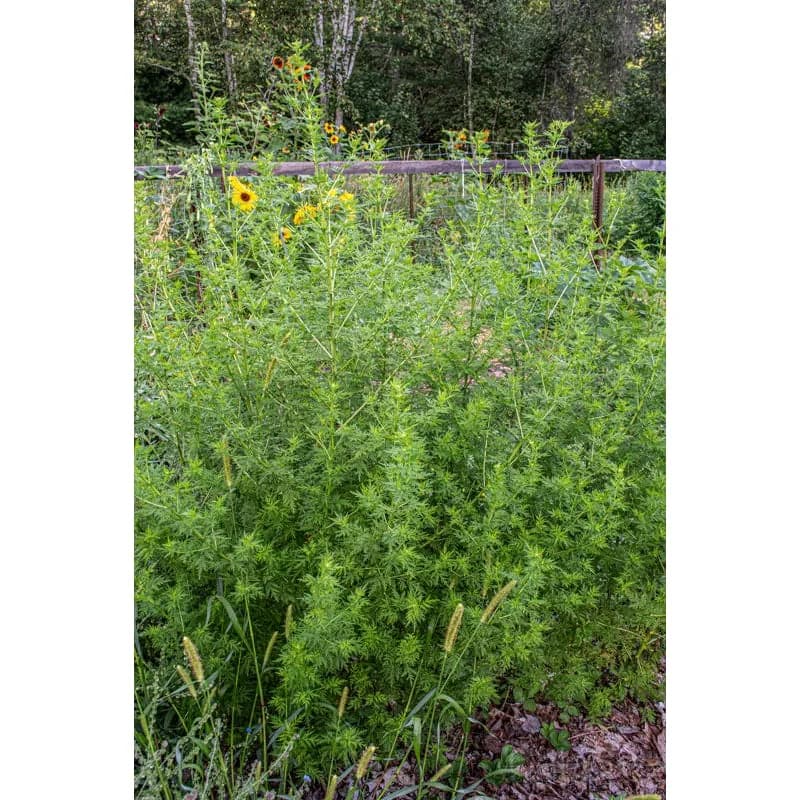 Sweet Annie Seeds — Aromatic Foliage for Dried Bouquets - View 3