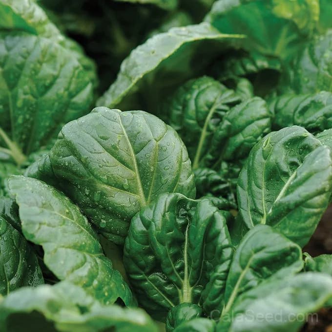 Tatsoi Mustard Seeds — Asian Salad Greens - Main