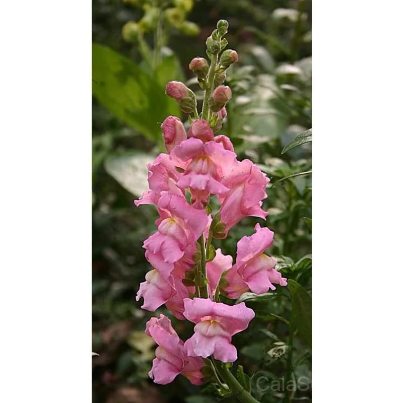 Snapdragon 'Tall Deluxe Mixture' Seeds — Premium Cut Flower Blend - View 2