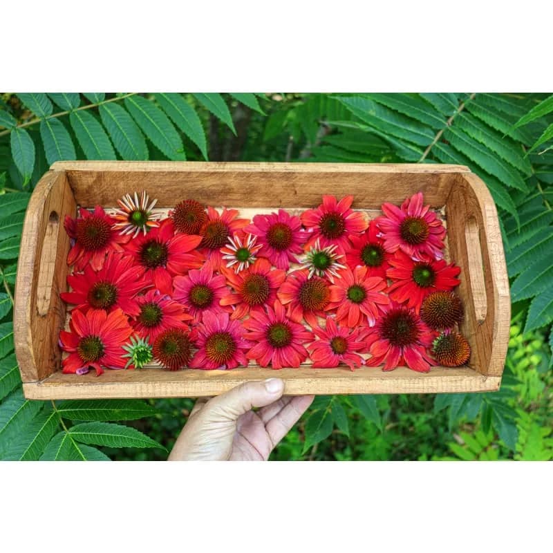 Red Ombre Artisan Echinacea Seeds — Striking Two-Tone Blooms - View 7