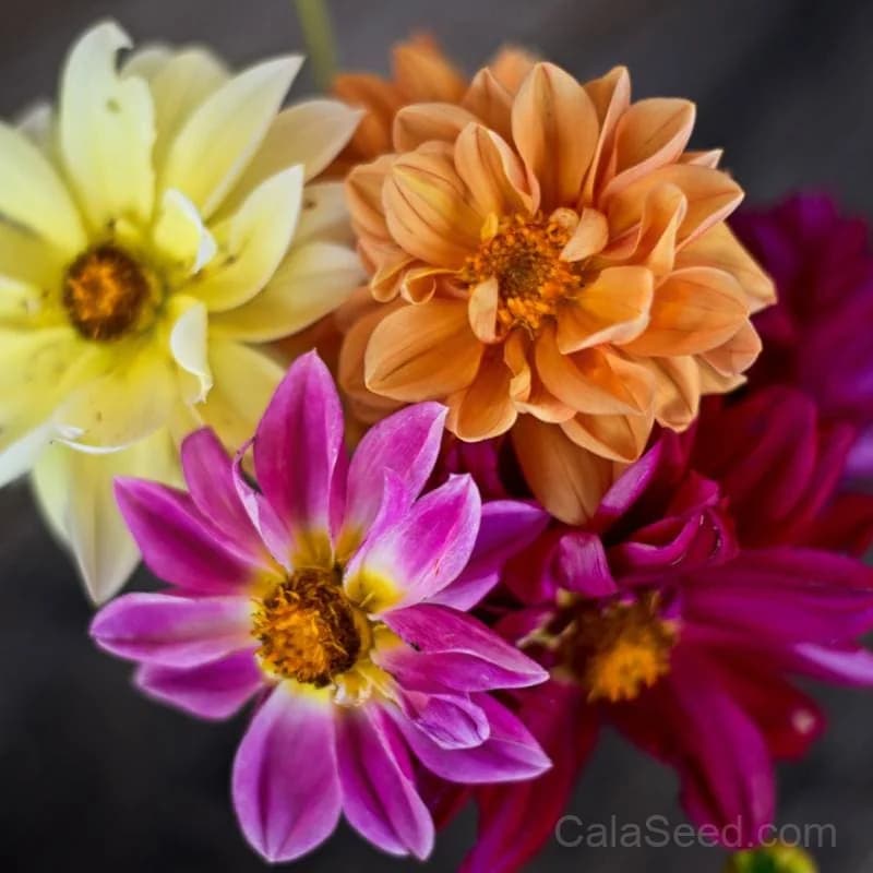Showpiece Mixture Dahlia Bulbs — Vibrant Garden Display - View 1