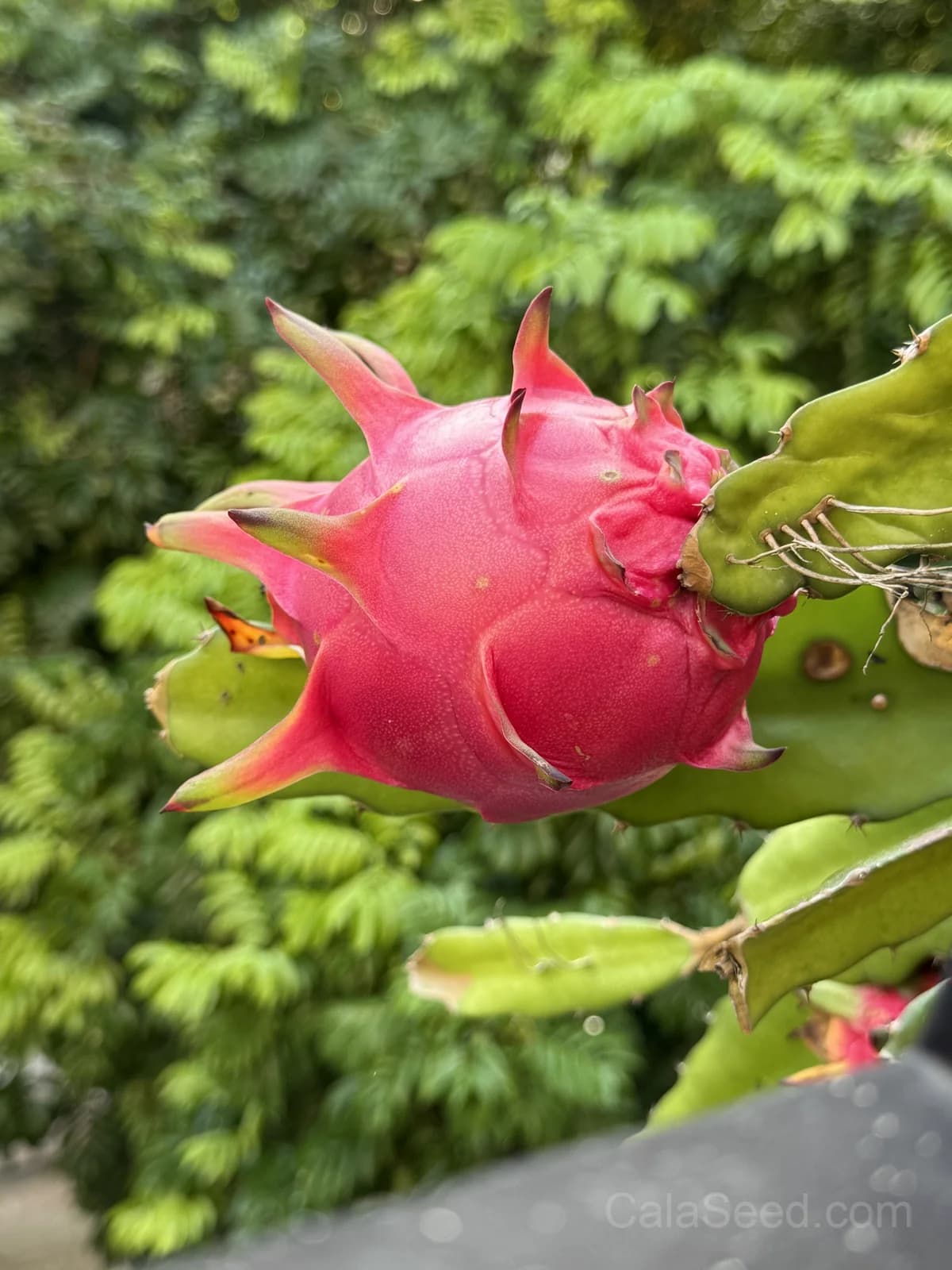 Dragon Fruit 'American Beauty' Seeds — Sweet Tropical Vine - Main