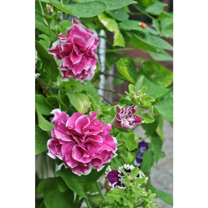Pirouette Petunia Seeds — Compact Mounded Bloom - View 2