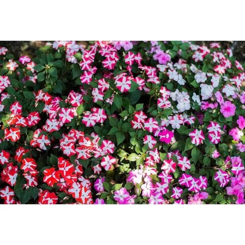 Accent Star Mix Impatiens Seeds — Vibrant Shade-Loving Bloom - Alt