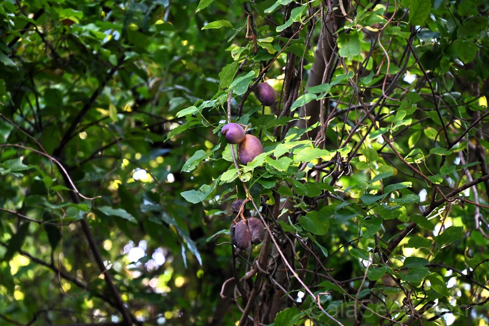 Chocolate Vine 'Akebia Trifoliata' Seeds — Edible Ornamental Climber - View 8