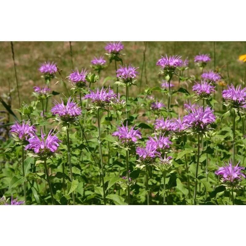 Panorama Mix Monarda Seeds — Pollinator-Friendly Wildflower Blend - View 2