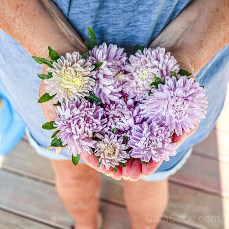 Lady Coral Lavender Aster Seeds — Compact Perennial Bloom - View 4