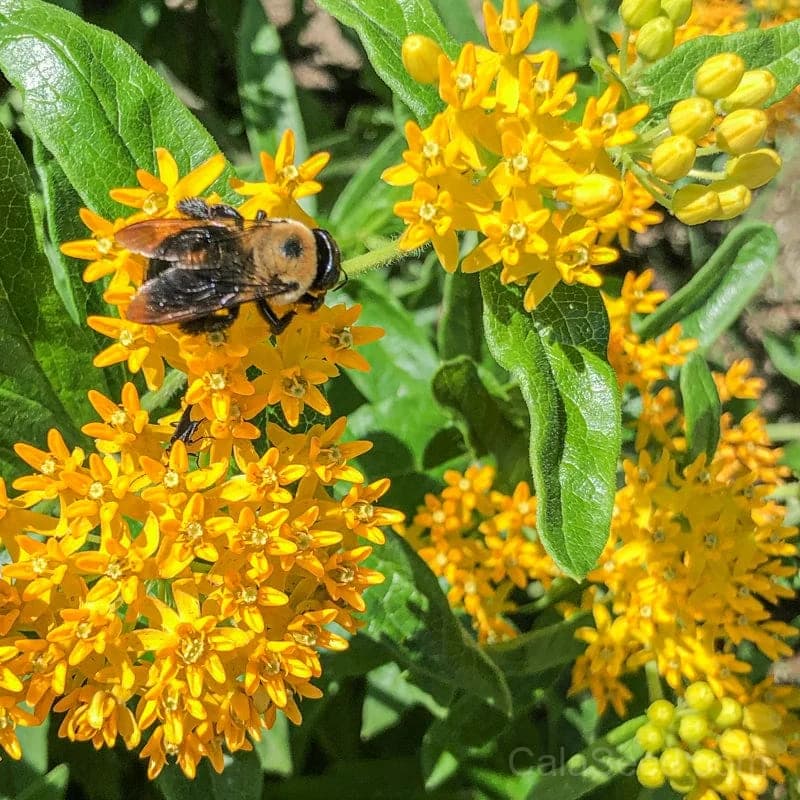 Hello Yellow Milkweed Seeds — Native Pollinator Perennial - View 2