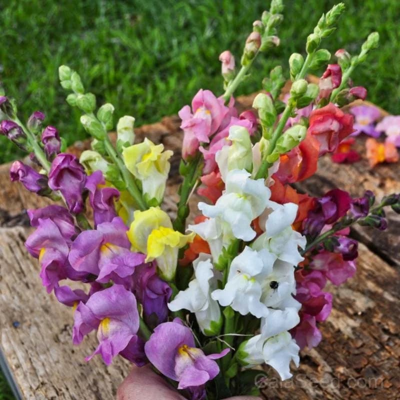 Rocket Mix Snapdragon Seeds — Vibrant Cut Flower Blend - View 1