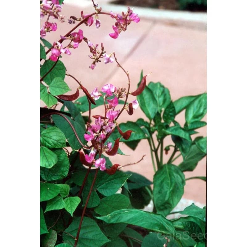 Hyacinth Bean Seeds — Ornamental Edible Vine - View 4