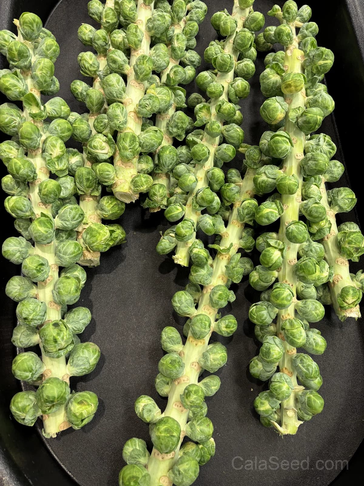 Catskill Brussels Sprouts Seeds — Cold-Hardy Heirloom Vegetable - View 6