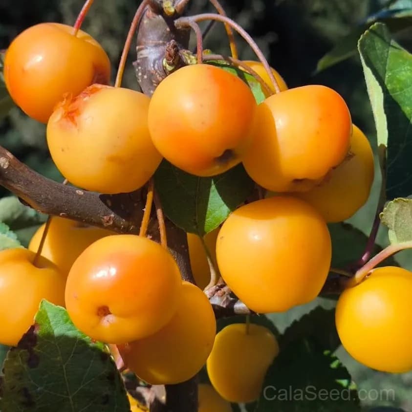 Crab Apple 'Golden Hornet' Seeds — Ornamental Fruit Tree - Main