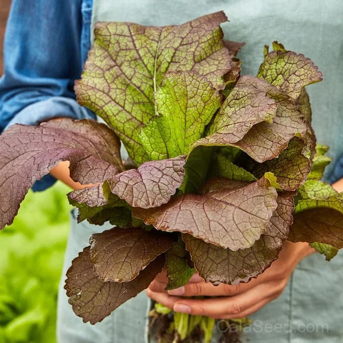 Red Giant Mustard Seeds — Organic Heirloom Greens - Main
