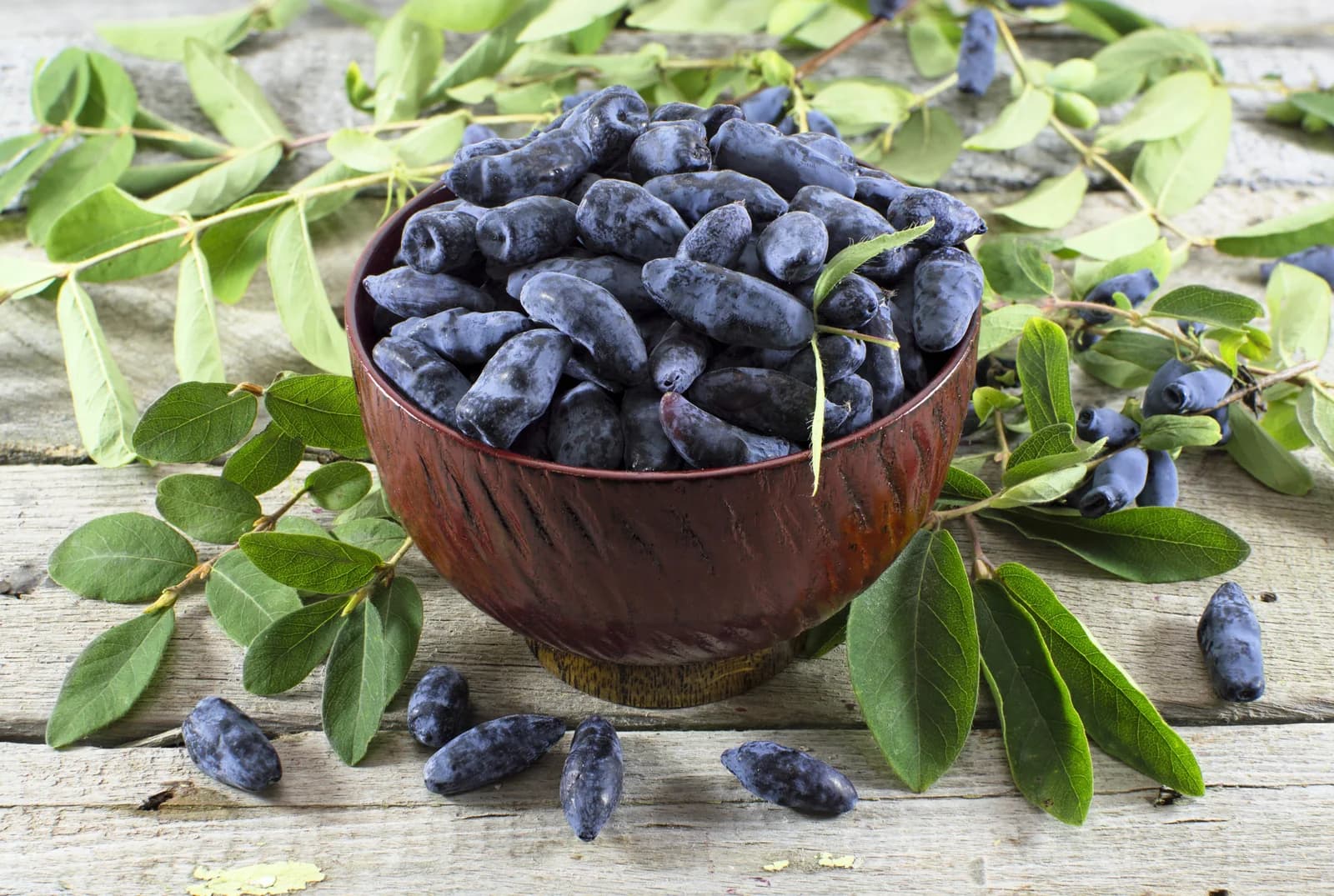 Blue Honeysuckle 'Honeyberry' Seeds — Edible Fruit Shrub - Alt