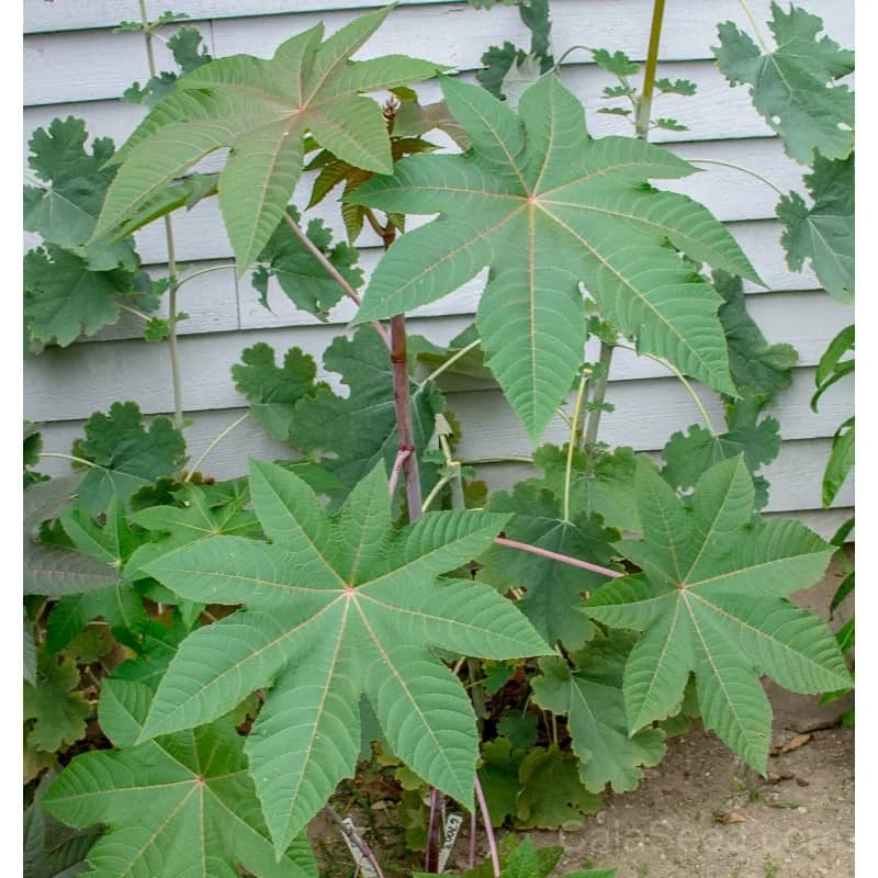 Zanzibariensis Castor Bean Seeds — Tropical Ornamental Foliage - Main