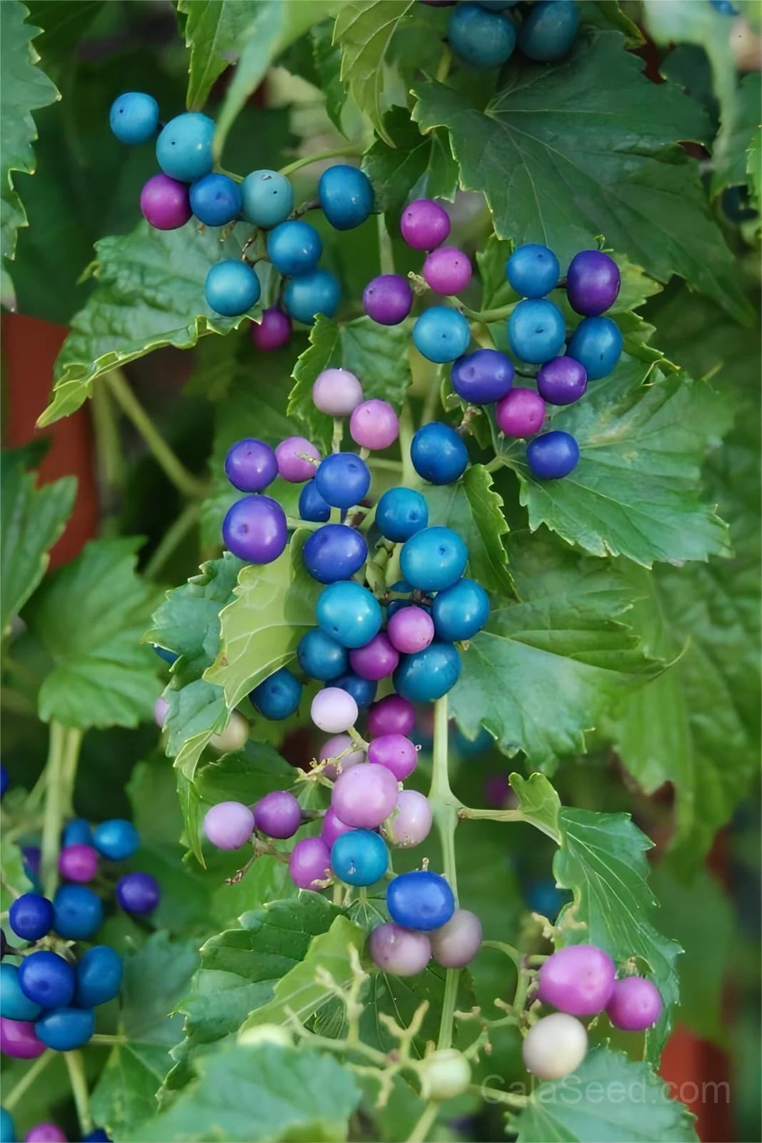 Variegated Porcelain Berry Vine Seeds — Ornamental Blue-Pink Berries - Main