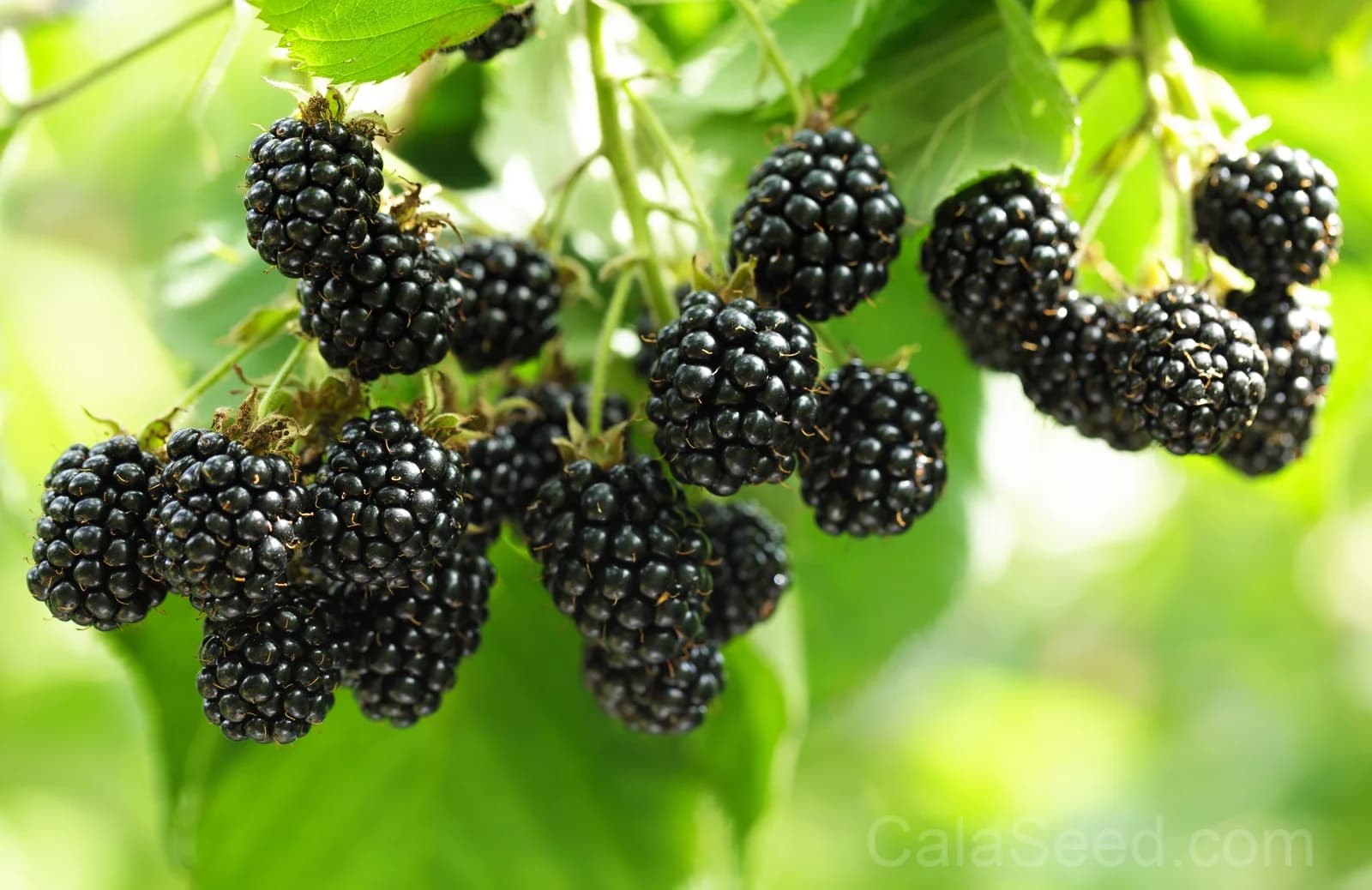 Blackberry 'Allegheniensis' Seeds — Native Wild Fruit Bush - Main