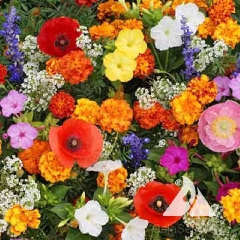 Deerproof Garden Flower Mix Seeds — Wildlife-Resistant Bloom Blend - Main