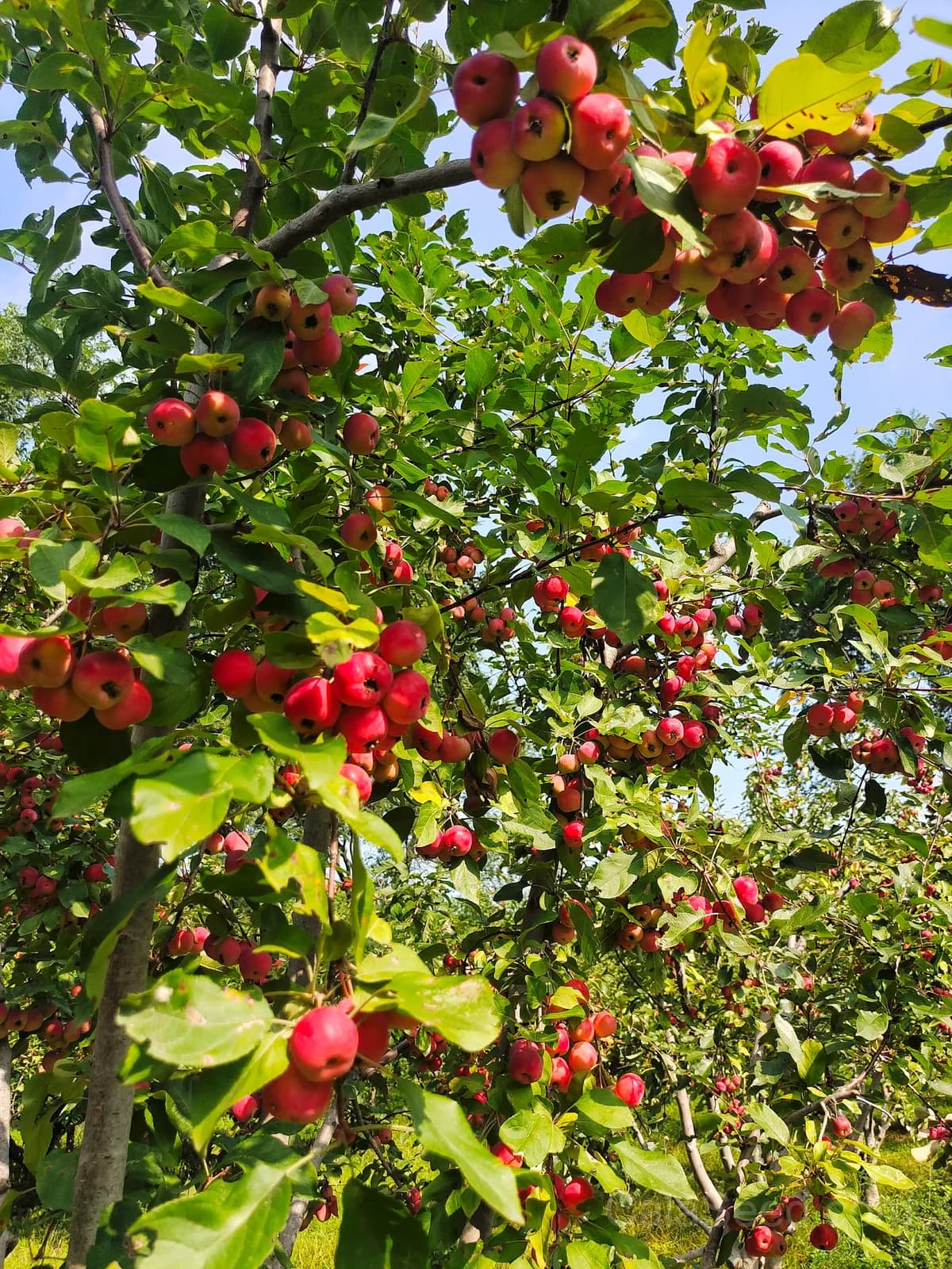 Sargent Crab Apple 'Malus Sargentii' Seeds — White Red Hummingbird Flowers - View 6