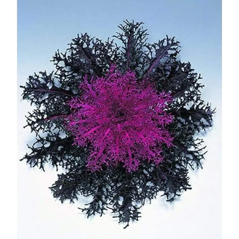 Peacock Red Flowering Kale Seeds — Ornamental Edible Foliage - Main