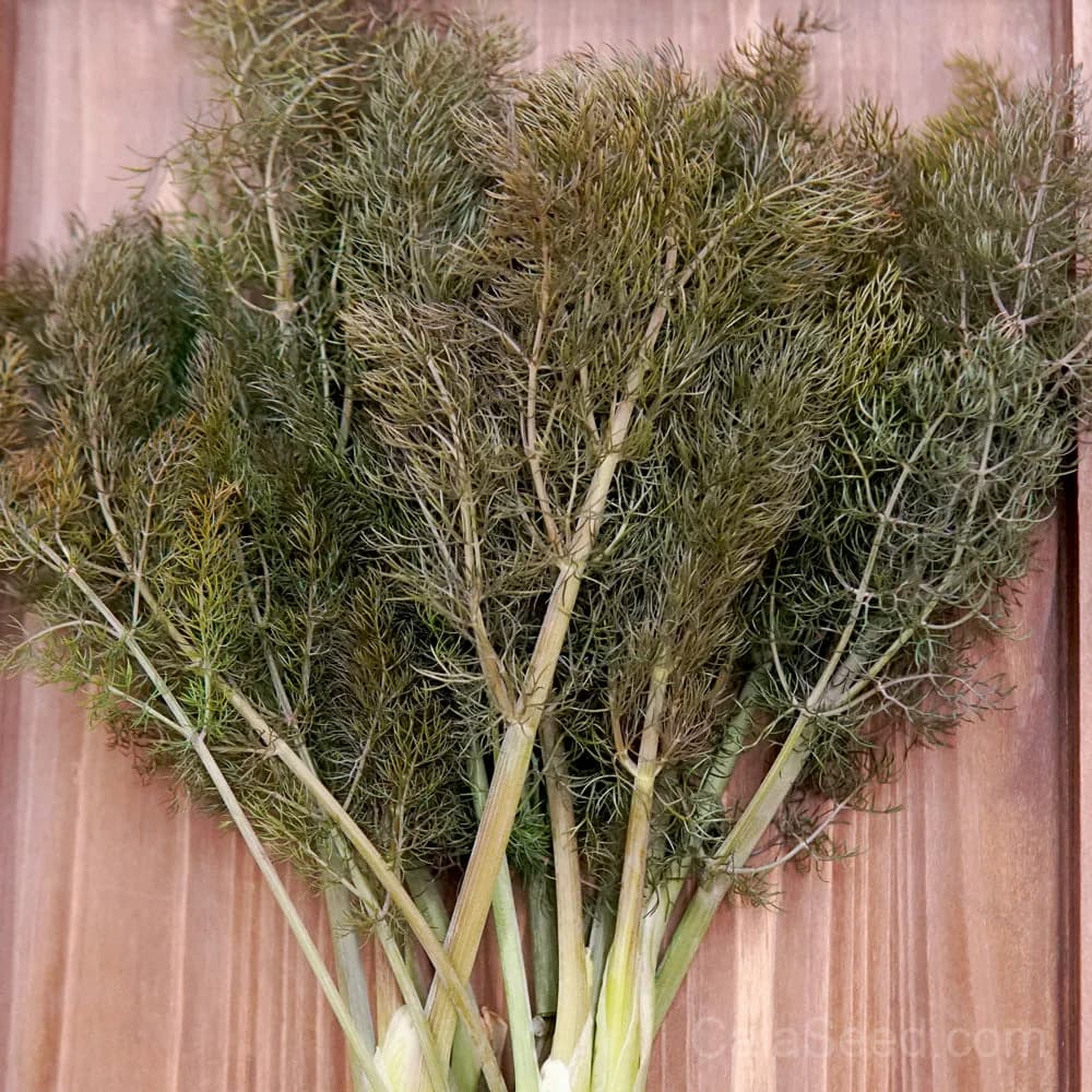 Bronze Fennel Seeds — Ornamental Edible Herb - Main