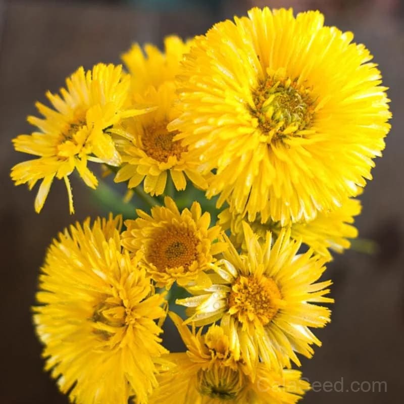 Lemon Cream Calendula Seeds — Creamy Yellow Edible Blooms - Main