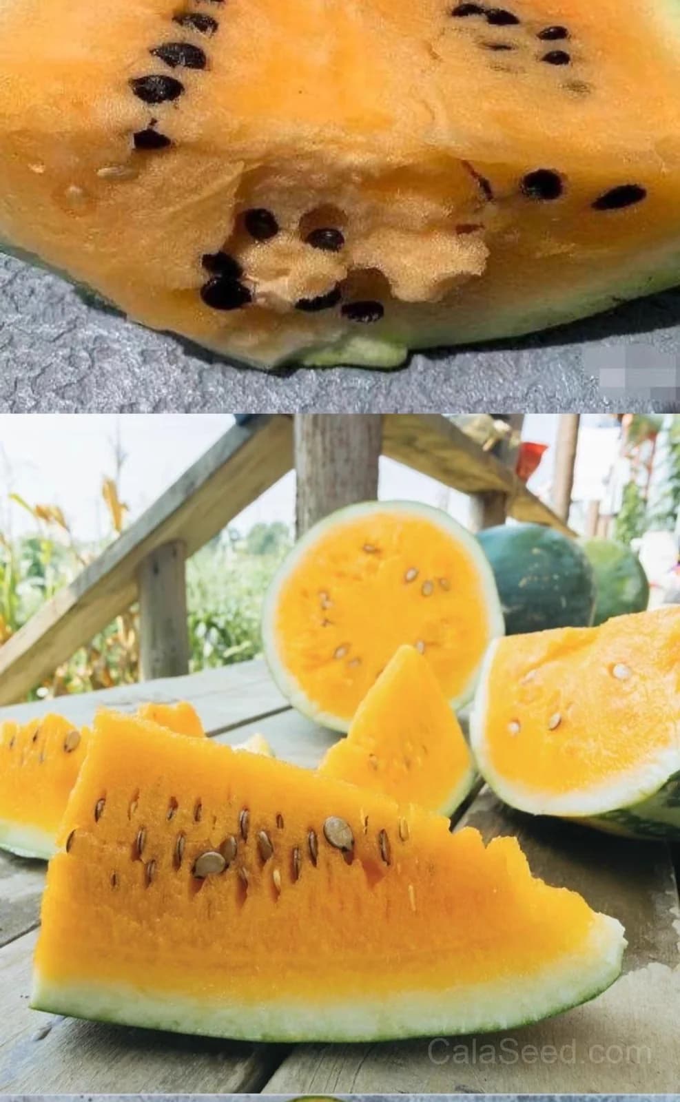 Orange Tendersweet Watermelon Seeds — Sweetest Early Harvest Melon - View 3