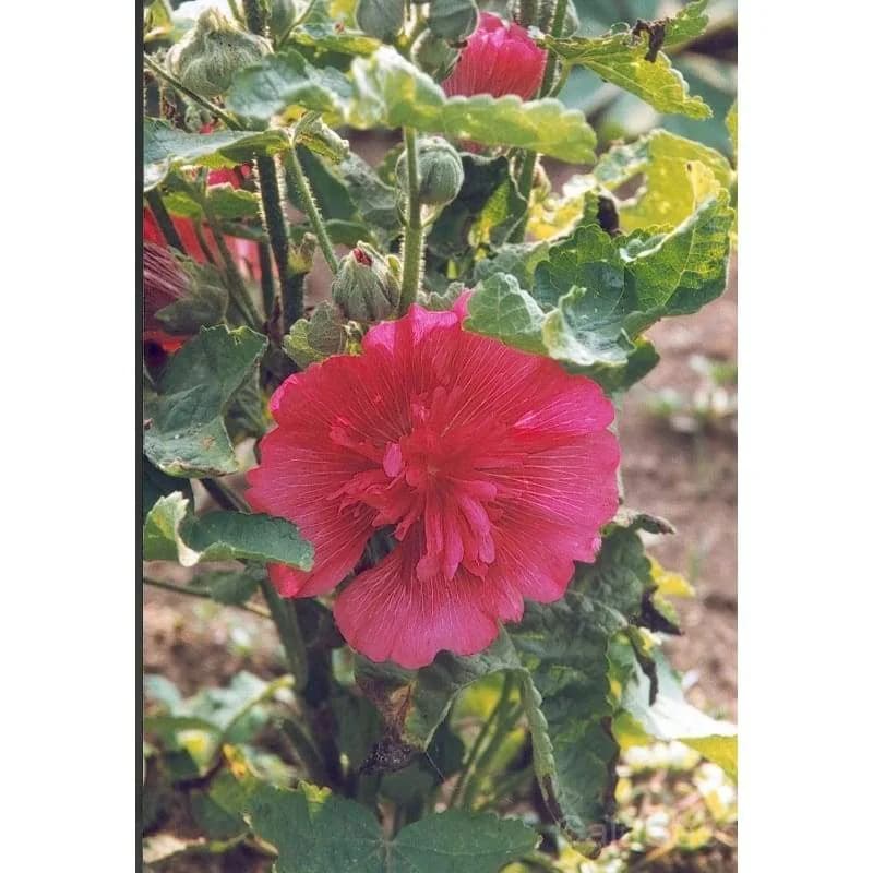Summer Carnival Hollyhock Seeds — Vibrant Biennial Blooms - Alt