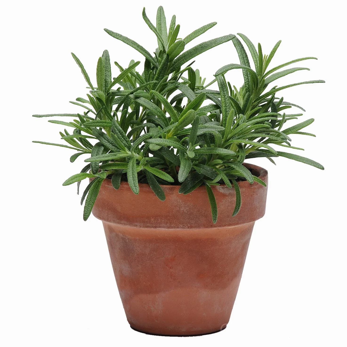 Rosemary 'Arp' Seeds — Hardy Evergreen Culinary Herb - Main
