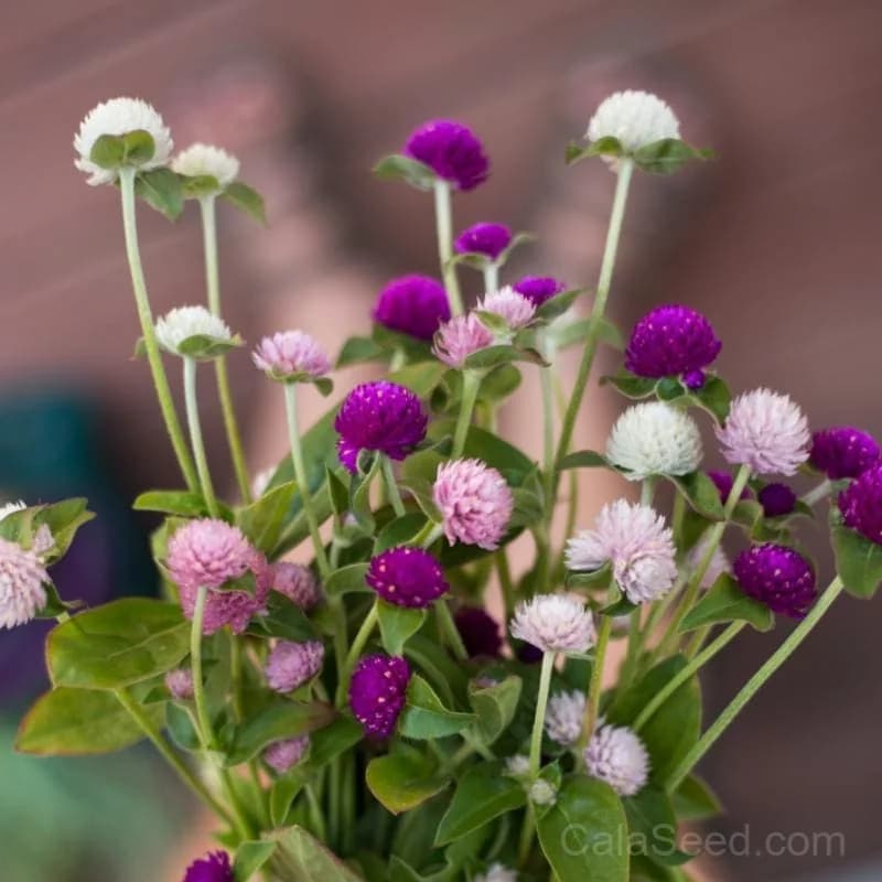 Globe Amaranth Seeds — Long-Lasting Dried Flowers - Alt