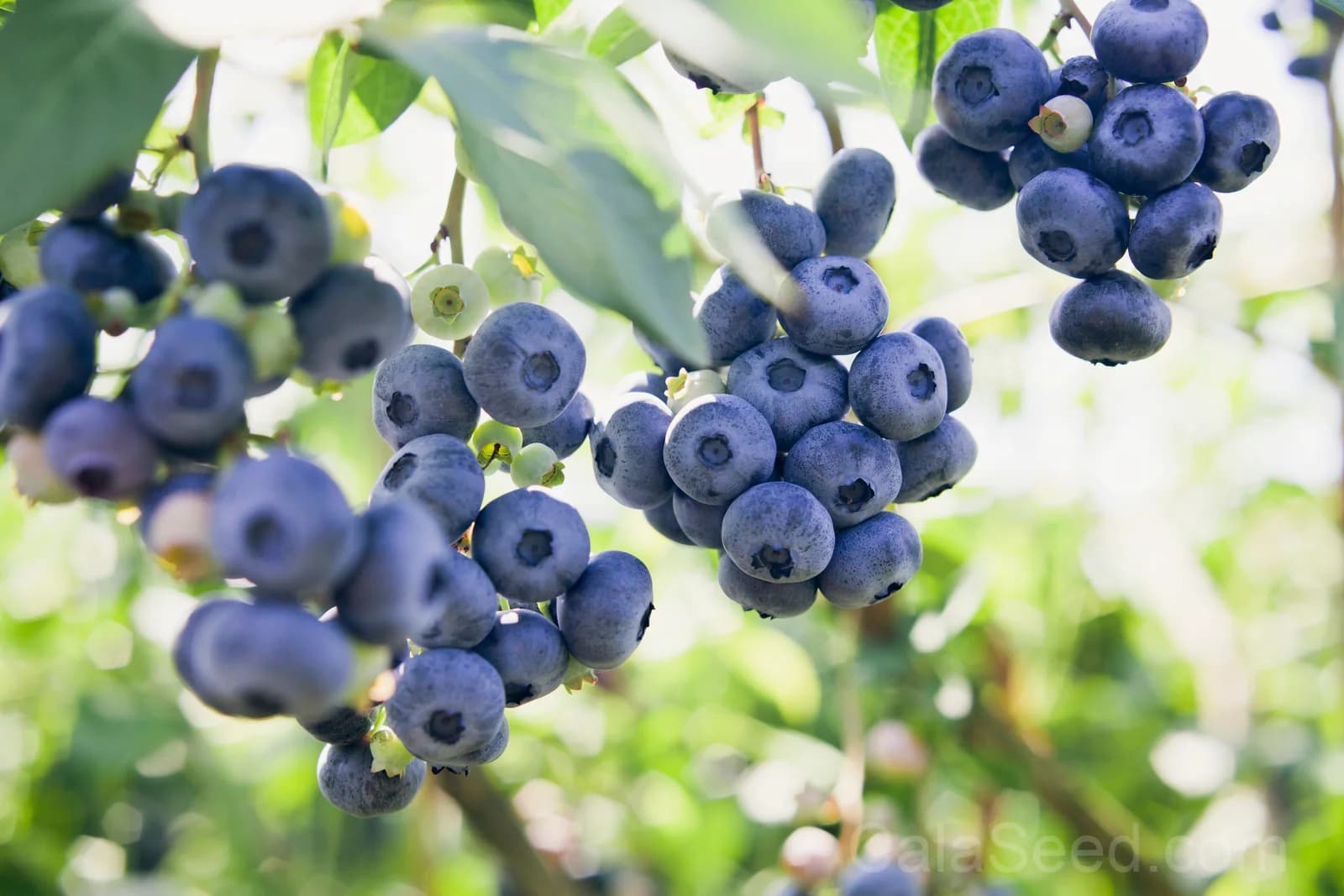 Northern Highbush Blueberry Seeds — Cold Hardy Fruit Shrub - Main