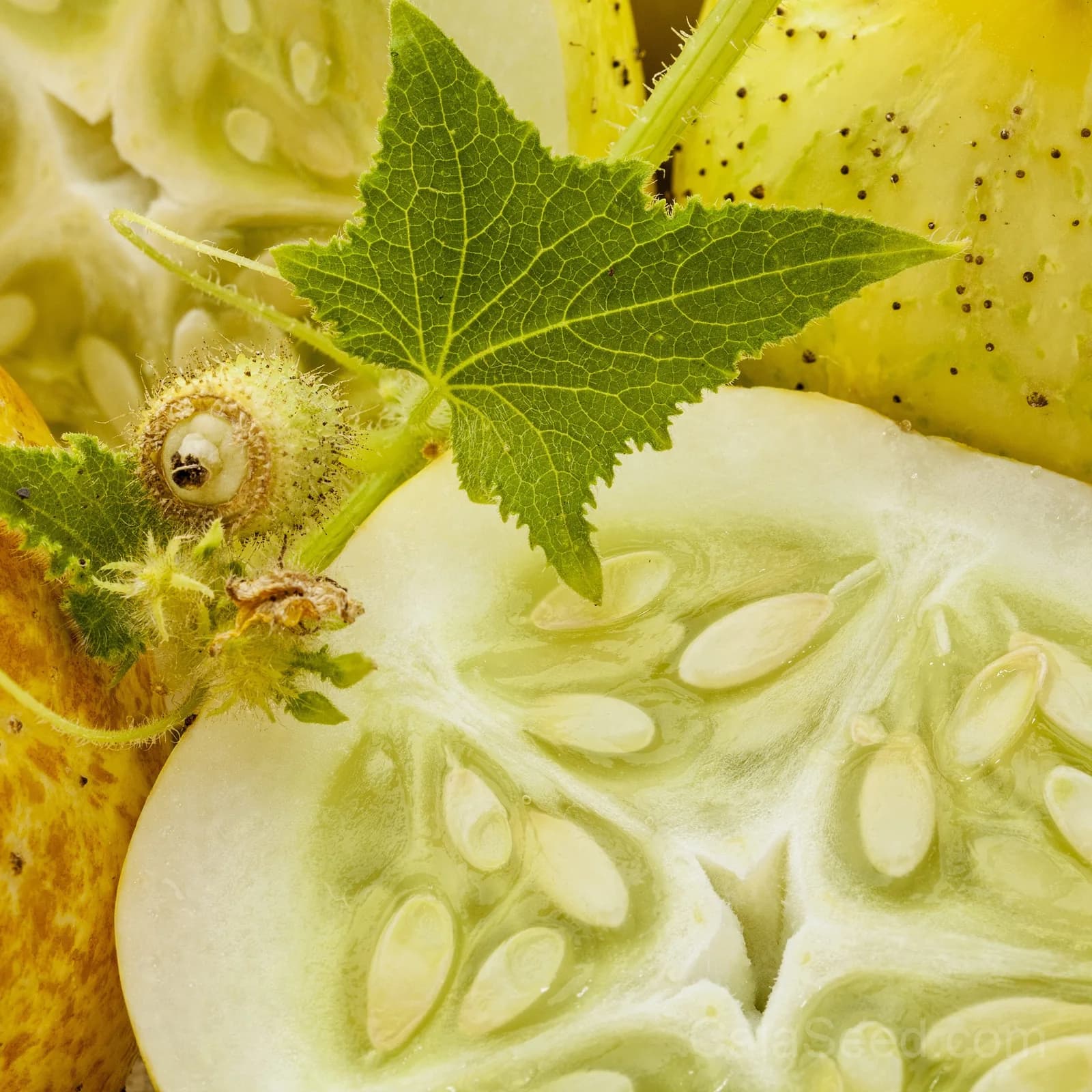 Lemon Cucumber Seeds — Yellow Heirloom Fruit Vegetable - View 4