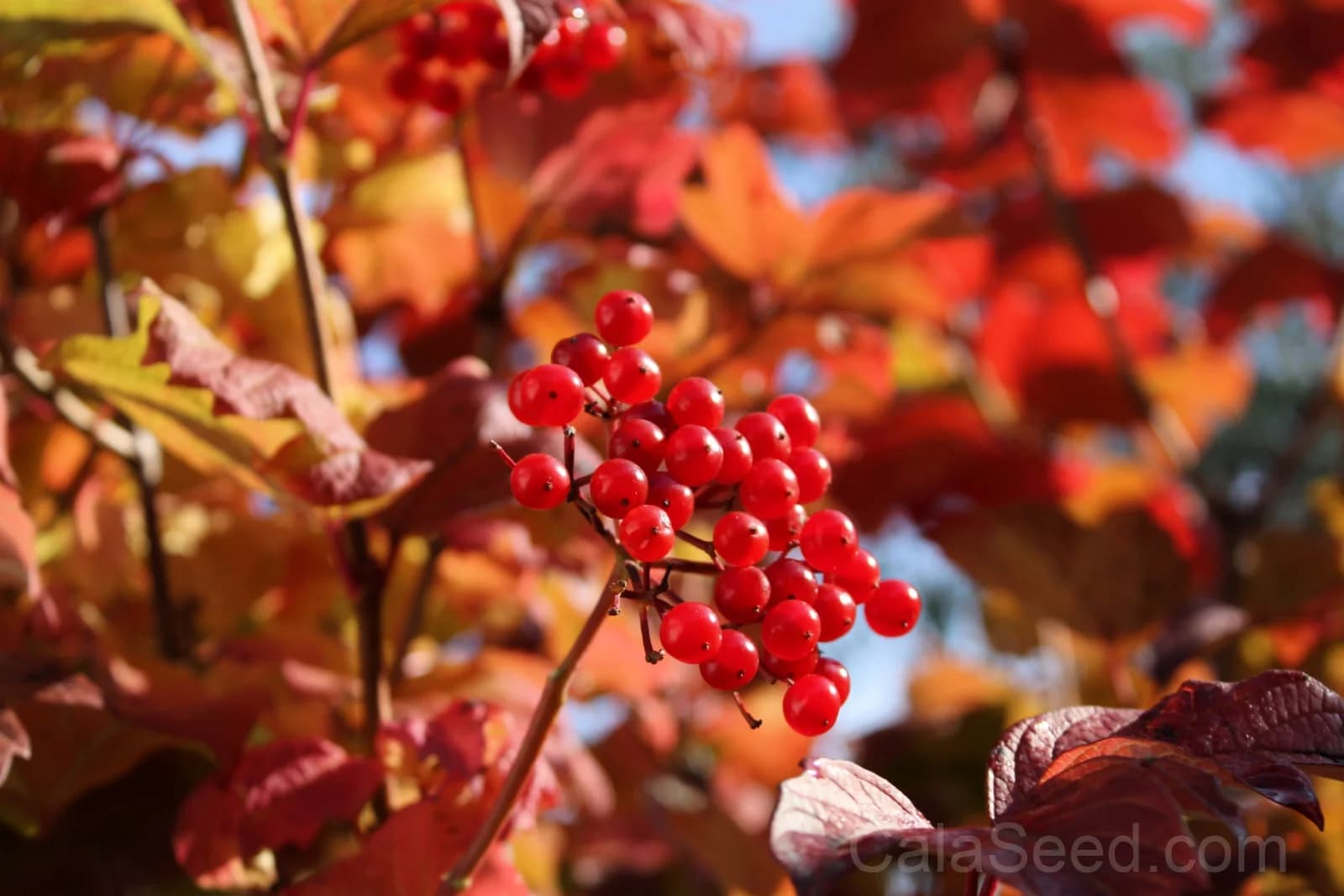 American Highbush Cranberry 'Viburnum Trilobum' Seeds — Red Fruit White Shrub - Main