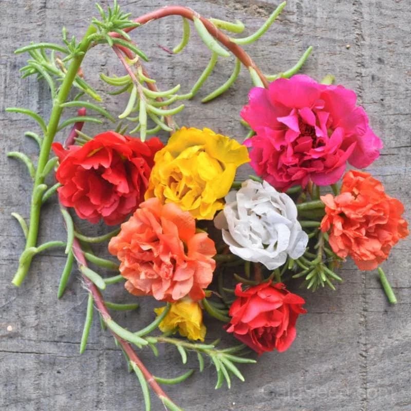 Happy Trails Mix Portulaca Seeds — Trailing Colorful Ground Cover - Main