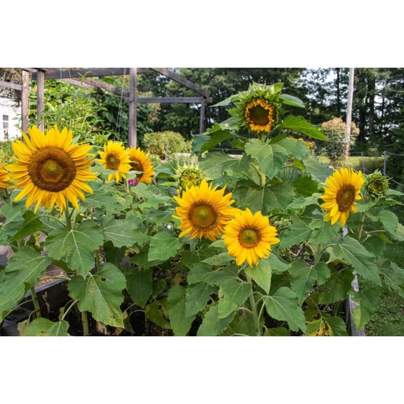 Sunspot Sunflower Seeds — Bright Dwarf Bloom - View 4