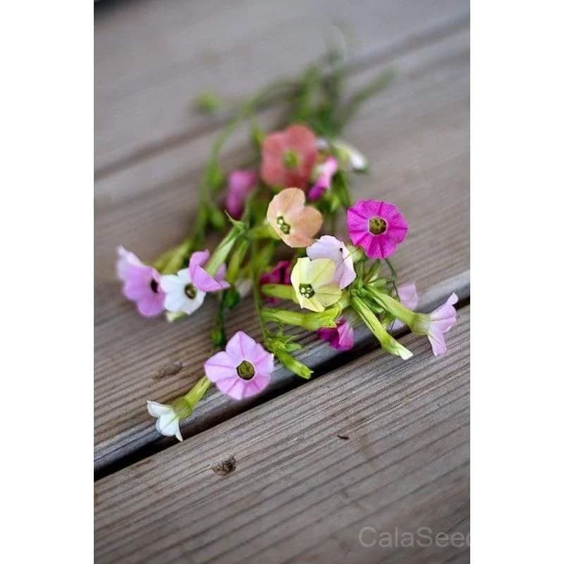 Marshmallow Nicotiana Seeds — Sweetly Fragrant Night Bloomer - Alt