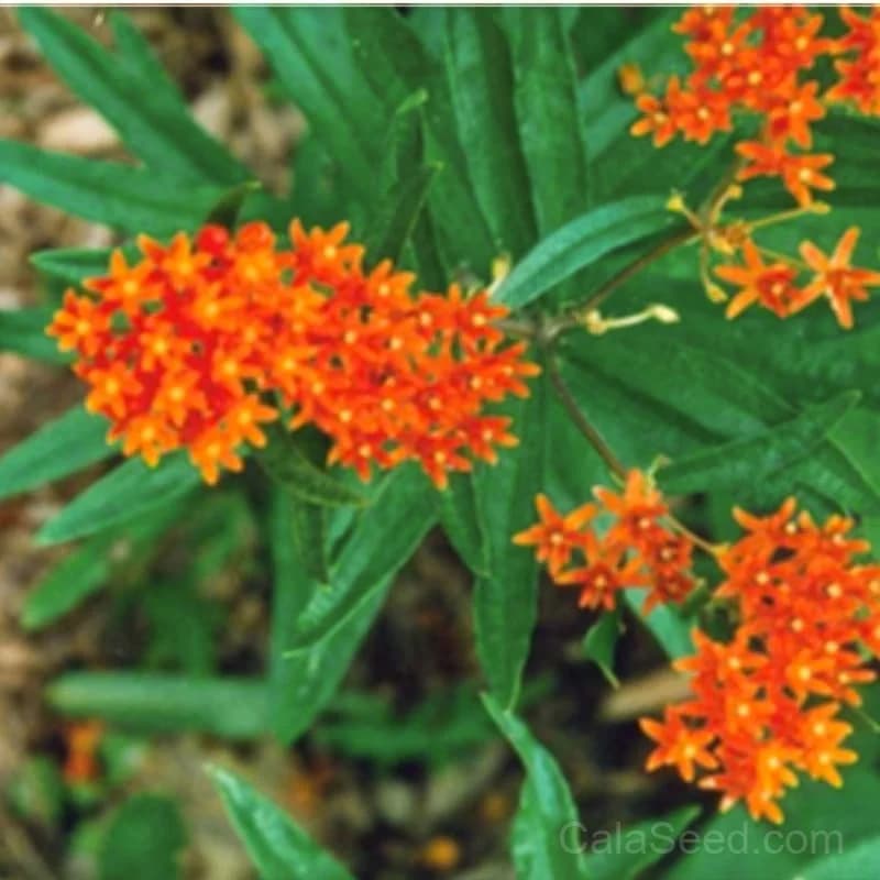 Butterfly Weed 'Asclepias' Seeds — Monarch Butterfly Host Plant - View 1
