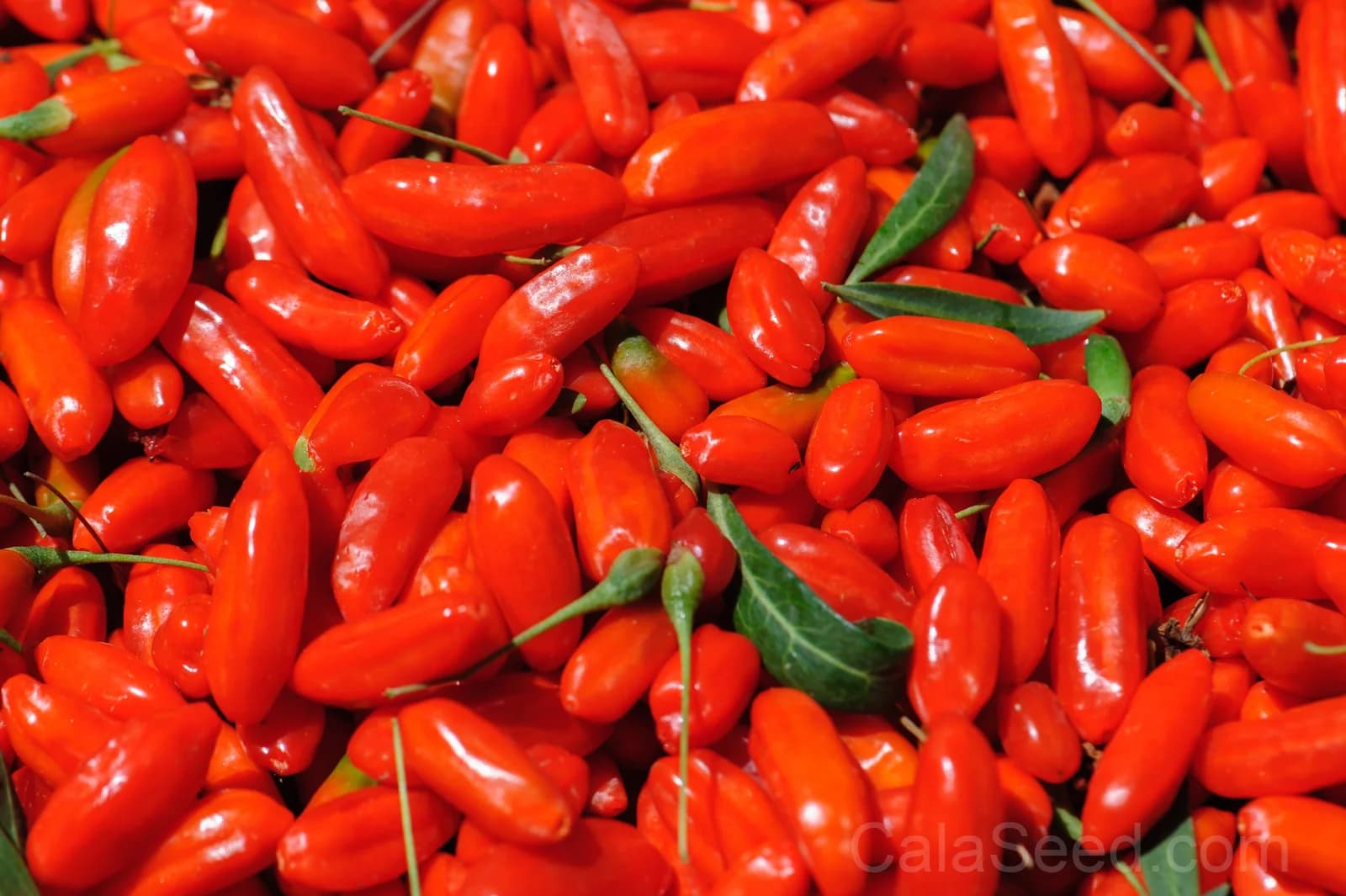 Himalayan Goji Berry 'Tibetan' Seeds — Antioxidant-Rich Superfruit - View 4