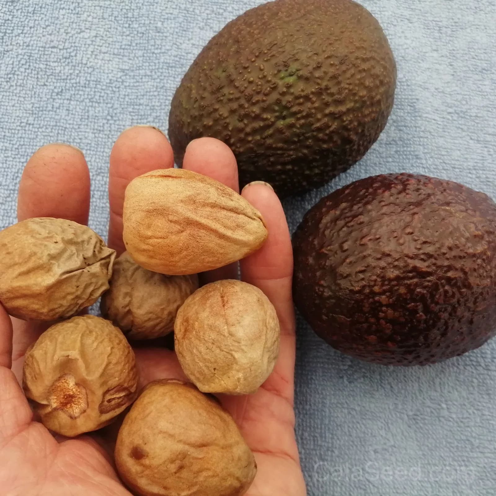 Avocado Seeds — Rich Buttery Flavor Fruit - Main