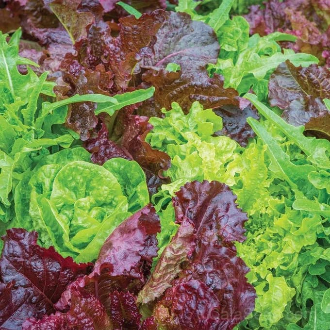 Heatwave Blend Lettuce Seeds — Heat-Tolerant Salad Mix - Alt